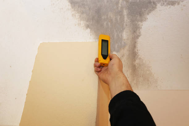Best Environmental Consulting for Mold Prevention  in Lake Station, IN