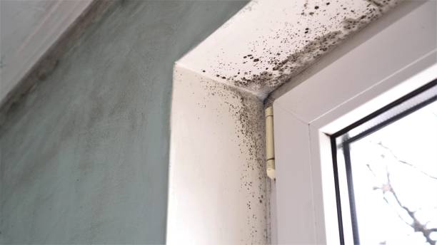 Best Mold Documentation for Insurance Claims  in Lake Station, IN