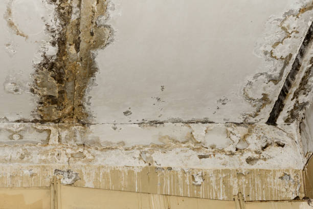 Environmental Consulting for Mold Prevention in Lake Station, IN