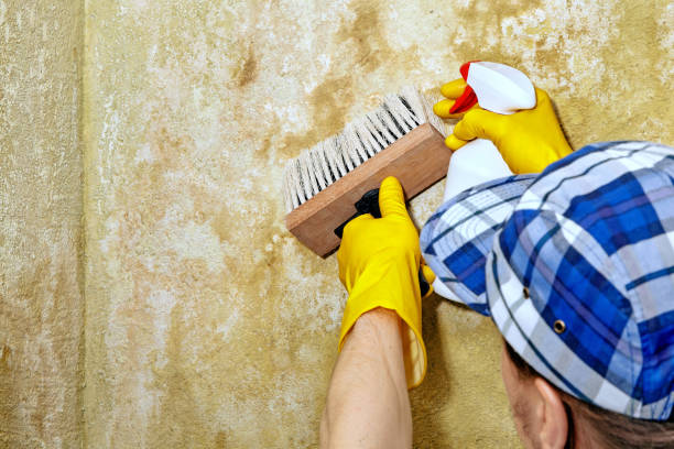 Best Asbestos and Lead Testing During Mold Inspection  in Lake Station, IN