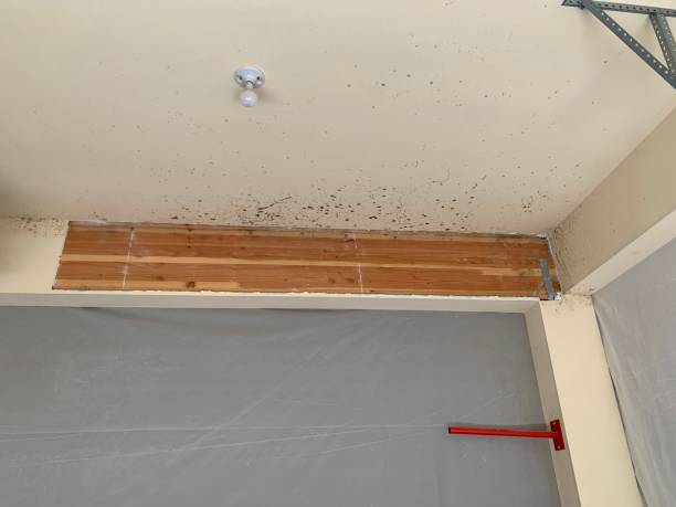 Best Mold Remediation for Healthcare Facilities  in Lake Station, IN