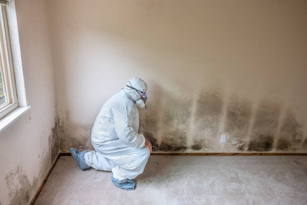 Best Commercial Mold Inspection  in Lake Station, IN
