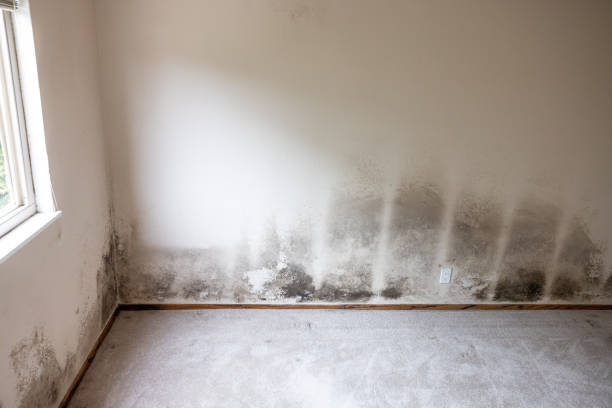 Best Emergency Mold Remediation  in Lake Station, IN