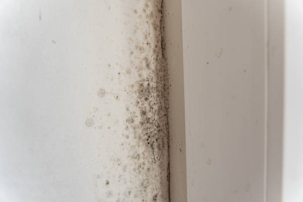 Best Mold Odor Removal Services  in Lake Station, IN